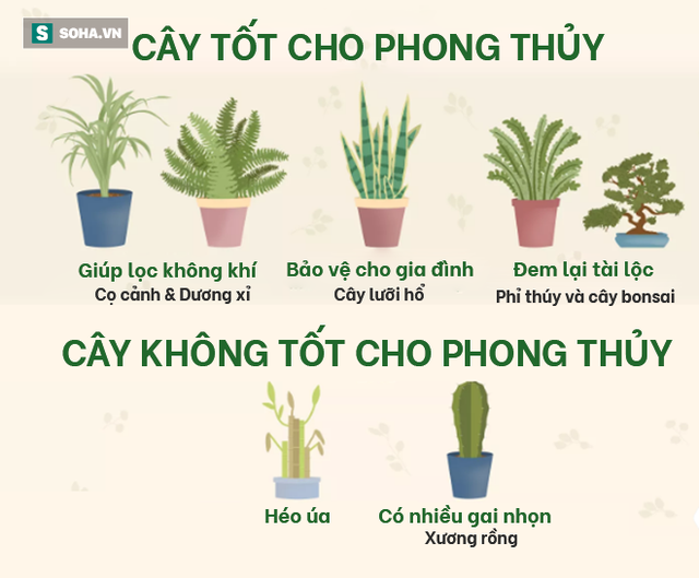 Muốn nhà sạch sẽ, trong lành lại may mắn, phát tài đừng bỏ qua các loại cây phong thủy sau - Ảnh 2.