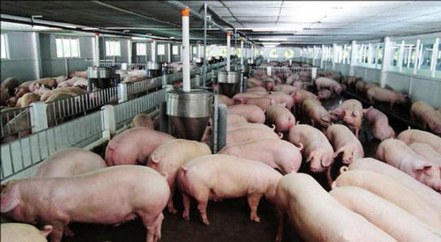 Thịt lợn tăng chưa từng có, do chính dân nuôi thổi giá - Ảnh 1.