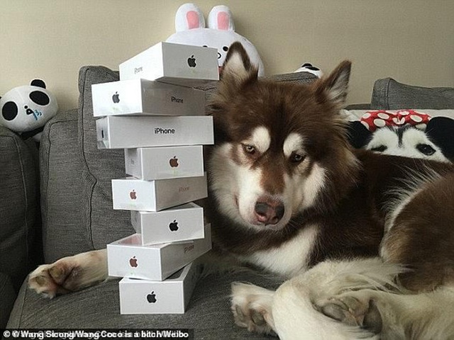 Từng chơi ngông mua 8 chiếc iPhone cho thú cưng, giờ cậu ấm nhà tỷ phú rơi vào cảnh bị cấm khỏi dịch vụ cao cấp vì... không chịu trả nợ - Ảnh 3.