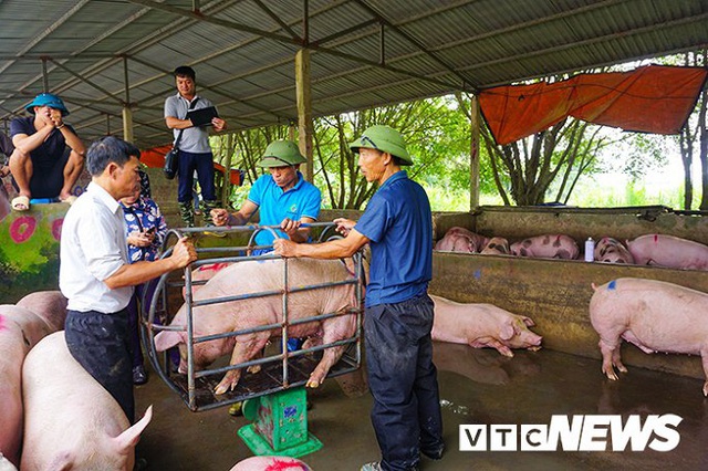 Giá lợn hơi lập đỉnh 78.000 đồng/kg, giá bán lẻ đắt kỷ lục 150.000 đồng/kg - Ảnh 2.