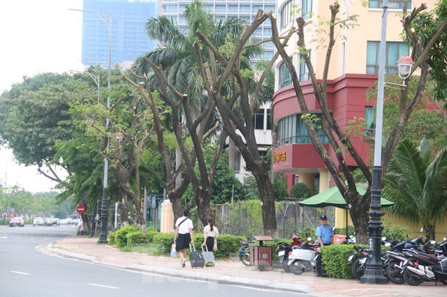 Hàng trăm cây xanh ở Đà Nẵng bất ngờ bị cắt trụi cành - Ảnh 1.