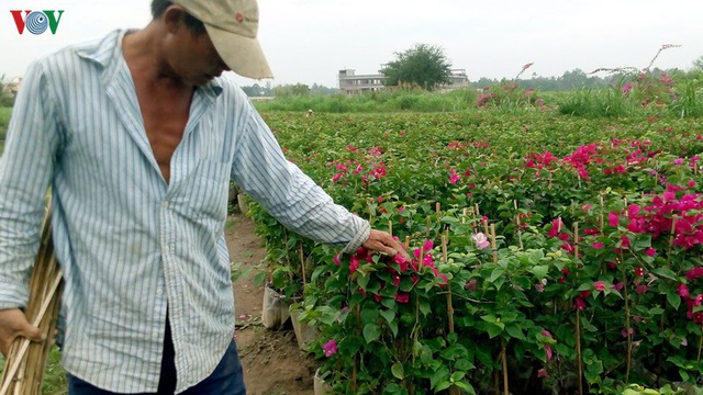 Nông dân Trà Vinh chuẩn bị hơn 300.000 chậu hoa phục vụ Tết - Ảnh 1.