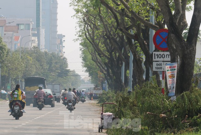 Hàng trăm cây xanh ở Đà Nẵng bất ngờ bị cắt trụi cành - Ảnh 11.