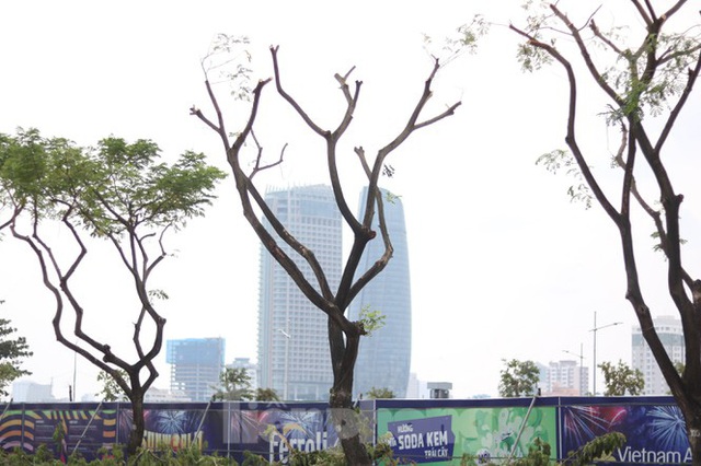 Hàng trăm cây xanh ở Đà Nẵng bất ngờ bị cắt trụi cành - Ảnh 7.