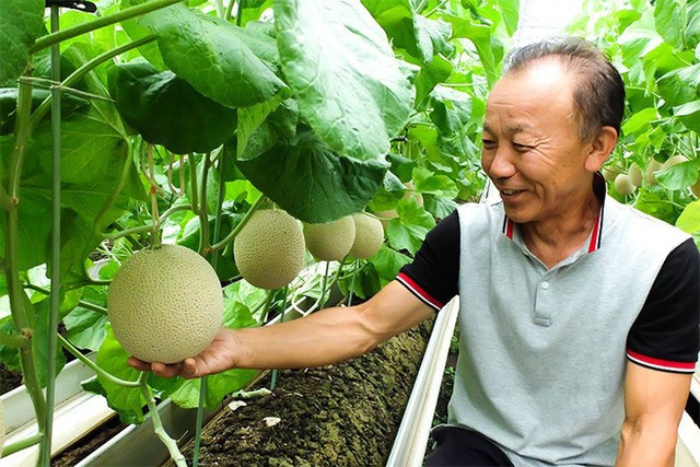 Câu chuyện đằng sau những trái dưa tiền tỉ của Nhật Bản: Căn nguyên từ tình yêu bất diệt của người trồng cây - Ảnh 7.