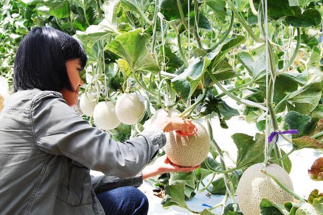 Câu chuyện đằng sau những trái dưa tiền tỉ của Nhật Bản: Căn nguyên từ tình yêu bất diệt của người trồng cây - Ảnh 9.