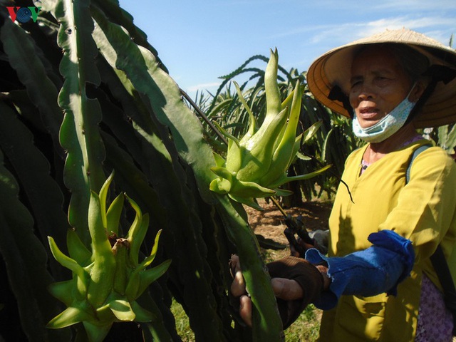 Giá thanh long nghịch vụ xuống thấp, nông dân đứng ngồi không yên - Ảnh 3.