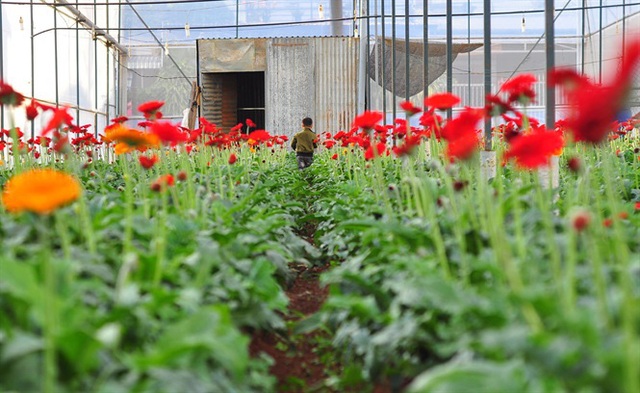 Nông dân Đà Lạt thu hàng trăm triệu từ vườn hoa đồng tiền - Ảnh 11.