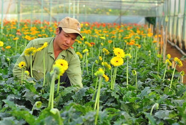 Nông dân Đà Lạt thu hàng trăm triệu từ vườn hoa đồng tiền - Ảnh 3.