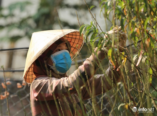 Đào Nhật Tân xuống phố sớm, nhiều tuyến đường Hà Nội đã rộn ràng sắc Xuân - Ảnh 2.