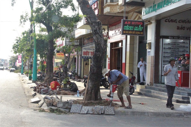  Vì sao hàng loạt cây xanh trên đường phố Đông Hà bị đốn hạ?  - Ảnh 2.