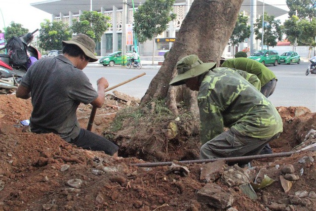  Vì sao hàng loạt cây xanh trên đường phố Đông Hà bị đốn hạ?  - Ảnh 3.