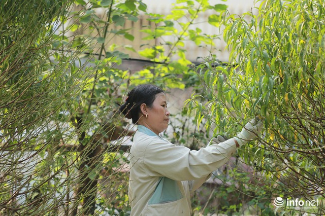 Đào Nhật Tân xuống phố sớm, nhiều tuyến đường Hà Nội đã rộn ràng sắc Xuân - Ảnh 7.