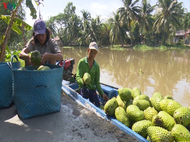 Mãng cầu xiêm đầu vụ giá cao, nhà vườn phấn khởi - Ảnh 1.