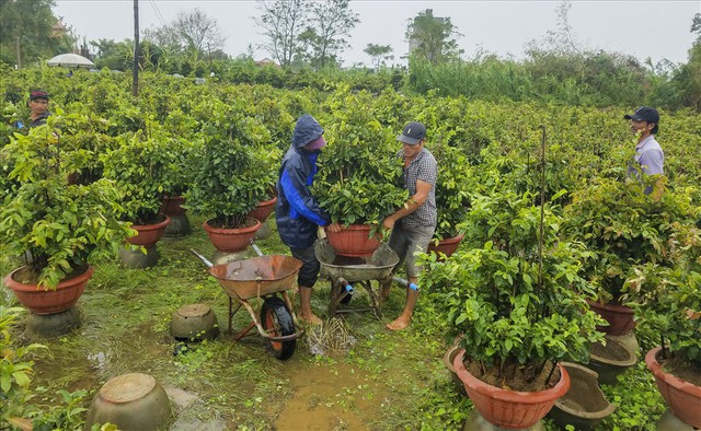 Sợ trắng tay, thủ phủ mai vàng tất bật chạy lũ - Ảnh 1.