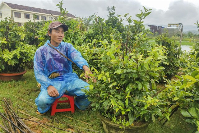 Sợ trắng tay, thủ phủ mai vàng tất bật chạy lũ - Ảnh 4.