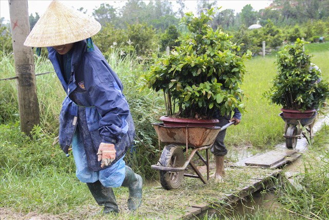 Sợ trắng tay, thủ phủ mai vàng tất bật chạy lũ - Ảnh 7.