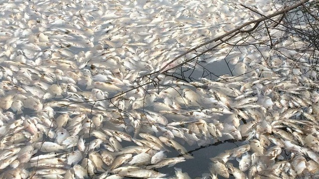  Cá chết nổi trắng hồ điều hòa giữa trung tâm TP Đông Hà  - Ảnh 3.