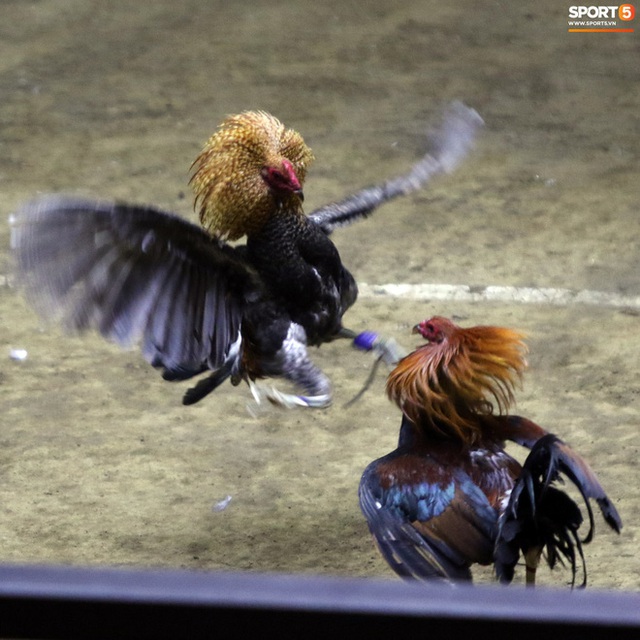 Đá gà, chọi gà: Chiêm ngưỡng vẻ đẹp của môn thể thao quốc dân 6.000 năm tuổi tại Philippines - Ảnh 12.