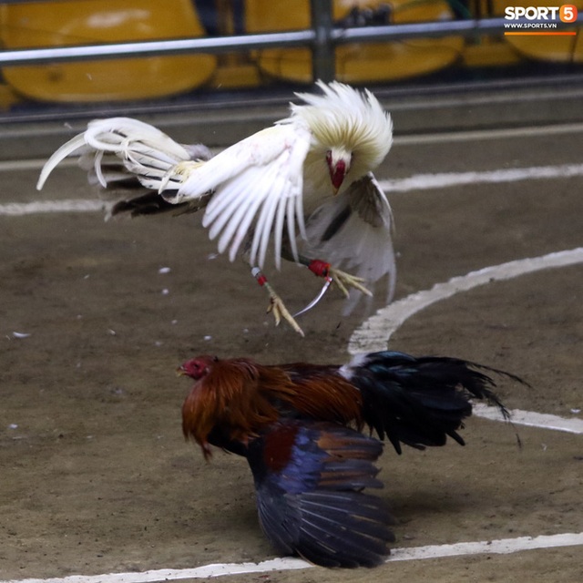 Đá gà, chọi gà: Chiêm ngưỡng vẻ đẹp của môn thể thao quốc dân 6.000 năm tuổi tại Philippines - Ảnh 17.