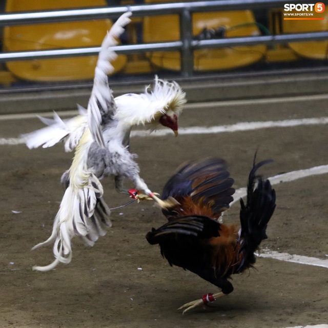 Đá gà, chọi gà: Chiêm ngưỡng vẻ đẹp của môn thể thao quốc dân 6.000 năm tuổi tại Philippines - Ảnh 18.