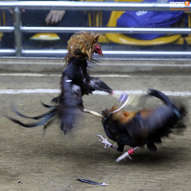 Đá gà, chọi gà: Chiêm ngưỡng vẻ đẹp của môn thể thao quốc dân 6.000 năm tuổi tại Philippines - Ảnh 10.