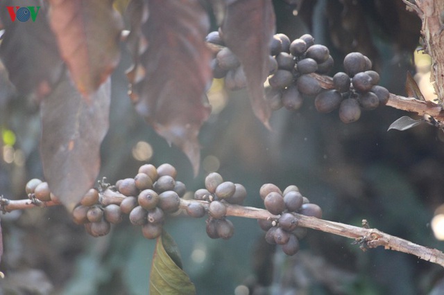Xót xa cây cà phê chết vì sương muối, nhiều nông dân Sơn La trắng tay - Ảnh 2.