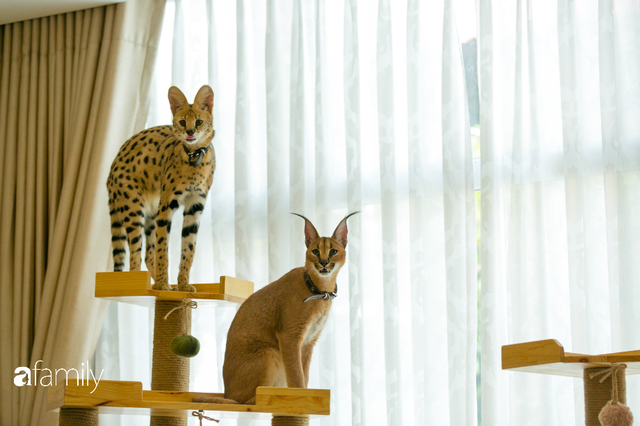 Trang Hà - Cô gái mang những chú mèo trị giá hàng tỷ đồng về Việt Nam và tiết lộ trào lưu nuôi thú cưng mới của giới đại gia và siêu giàu tại Sài Gòn - Ảnh 20.