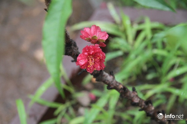 Đào Thất Thốn - Loại đào Tiến Vua, chỉ thích nằm điều hòa, đã chịu... nở hoa  - Ảnh 2.