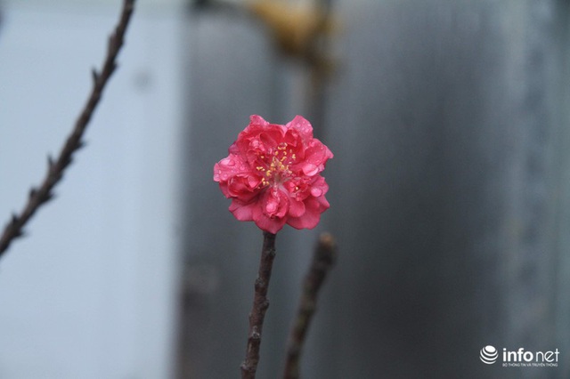 Đào Thất Thốn - Loại đào Tiến Vua, chỉ thích nằm điều hòa, đã chịu... nở hoa  - Ảnh 8.