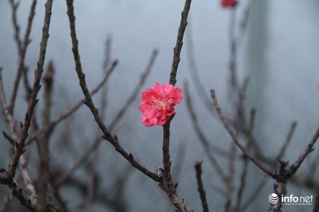 Đào Thất Thốn - Loại đào Tiến Vua, chỉ thích nằm điều hòa, đã chịu... nở hoa  - Ảnh 9.