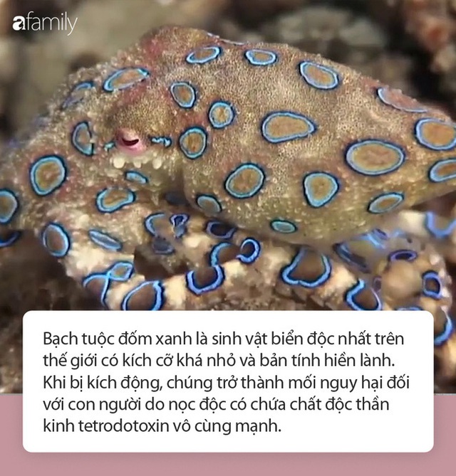 Cảnh báo loại động vật “bản sao” dễ nhầm với bạch tuộc nhưng có nọc độc gấp 50 lần rắn hổ mang, hàm lượng nhỏ vẫn giết chết 10 người trên 70kg - Ảnh 2.