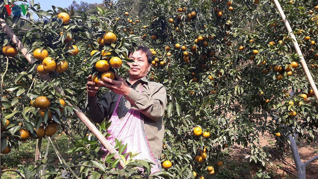 Loay hoay tìm đầu ra cho quýt Bắc Kạn - Ảnh 2.