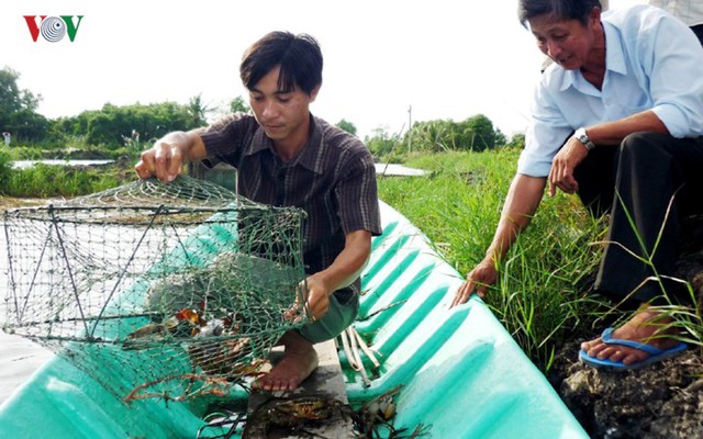 Ảnh: Đặc sản cua Cà Mau tăng giá mạnh trước Tết - Ảnh 3.