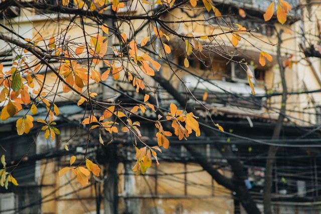 Hà Nội những ngày mùa xuân lá đỏ lá vàng: Đẹp mãi thế này thì khỏi cần đi Hàn hay Nhật luôn nhỉ? - Ảnh 2.