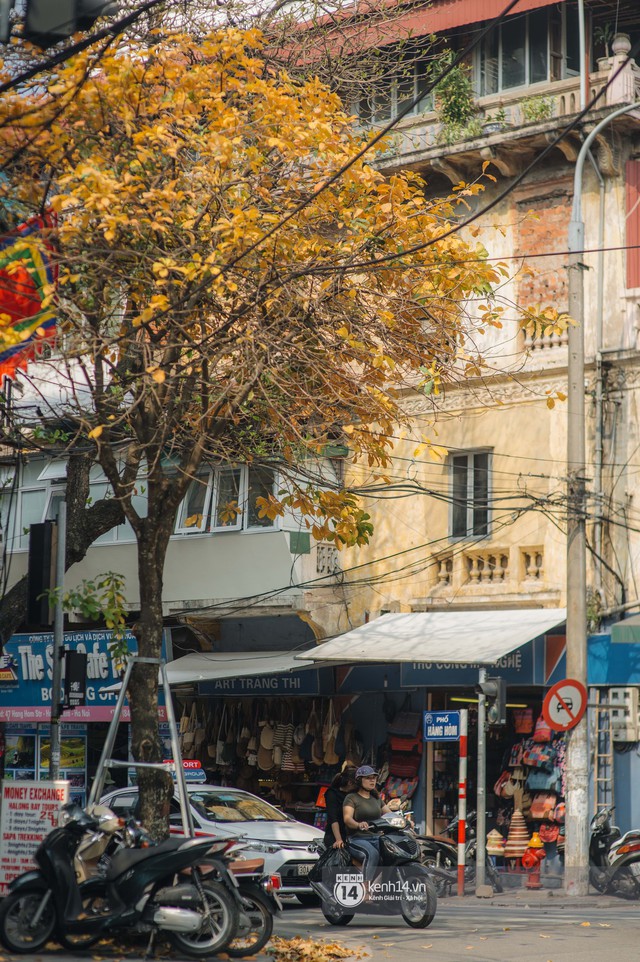 Hà Nội những ngày mùa xuân lá đỏ lá vàng: Đẹp mãi thế này thì khỏi cần đi Hàn hay Nhật luôn nhỉ? - Ảnh 15.