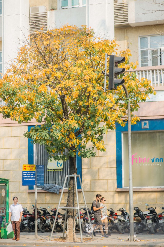 Hà Nội những ngày mùa xuân lá đỏ lá vàng: Đẹp mãi thế này thì khỏi cần đi Hàn hay Nhật luôn nhỉ? - Ảnh 17.