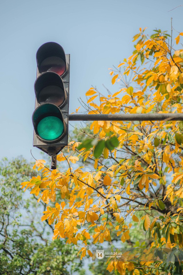 Hà Nội những ngày mùa xuân lá đỏ lá vàng: Đẹp mãi thế này thì khỏi cần đi Hàn hay Nhật luôn nhỉ? - Ảnh 9.