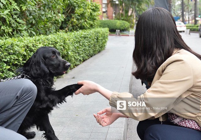  [Ảnh] 3 chú khuyển đặc biệt kiểm tra khách sạn Melia trước ngày Chủ tịch Kim Jong-Un đến Việt Nam - Ảnh 10.