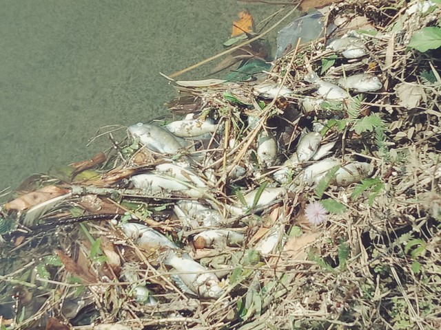 Nước kênh nổi bọt trắng xóa, cá chết dày đặc ở Quảng Nam - Ảnh 2.