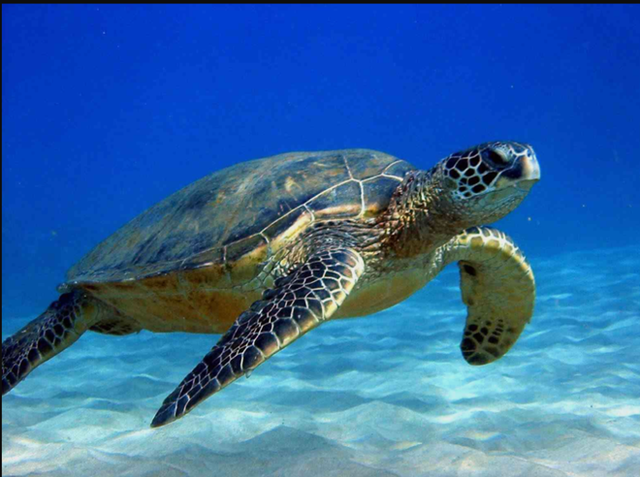  Chuyên gia: 3 đặc điểm giúp rùa trở thành loài sống thọ nhất thế giới mà con người nên học - Ảnh 2.