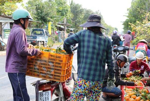  Vương quốc quýt hồng Lai Vung “hốt bạc” nhờ bán được giá cao  - Ảnh 11.