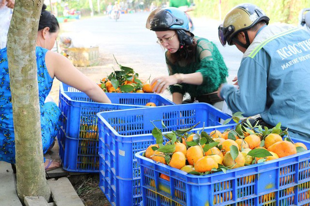  Vương quốc quýt hồng Lai Vung “hốt bạc” nhờ bán được giá cao  - Ảnh 8.