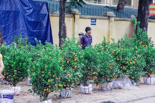 Quất, đào đại hạ giá tràn ngập phố Hà Nội ngày 30 Tết - Ảnh 9.