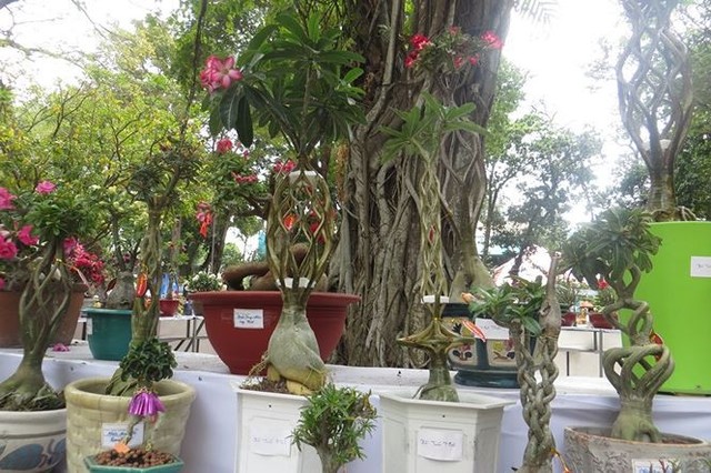 Đi chơi tết, dân Sài Gòn thích thú ngắm kỳ hoa dị thảo - Ảnh 5.