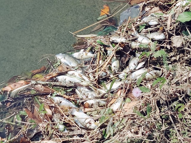 Nước kênh nổi bọt trắng xóa, cá chết dày đặc ở Quảng Nam: Người dân vô ý đổ dung dịch lạ - Ảnh 2.