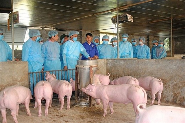 Xuất hiện dịch tả lợn Châu Phi tại Long Biên, Hà Nội dồn lực dập dịch - Ảnh 1.