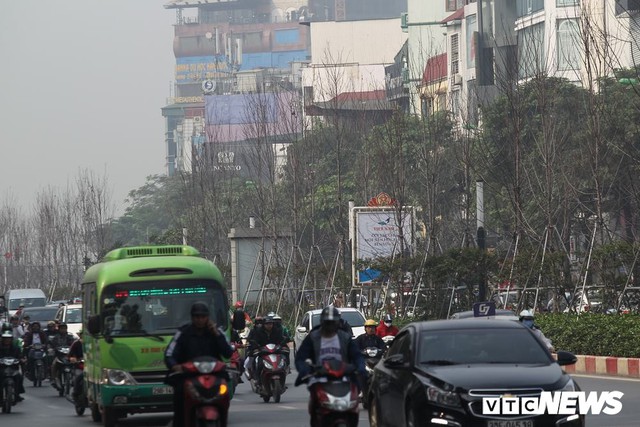 Cận cảnh hàng phong lá đỏ như chết khô khiến Chủ tịch Hà Nội lên tiếng - Ảnh 7.