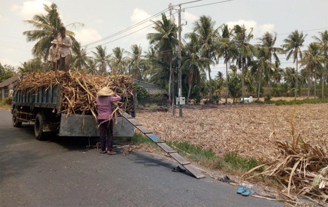 Nông dân trồng mía ở Sóc Trăng “tan nát cõi lòng” - Ảnh 1.