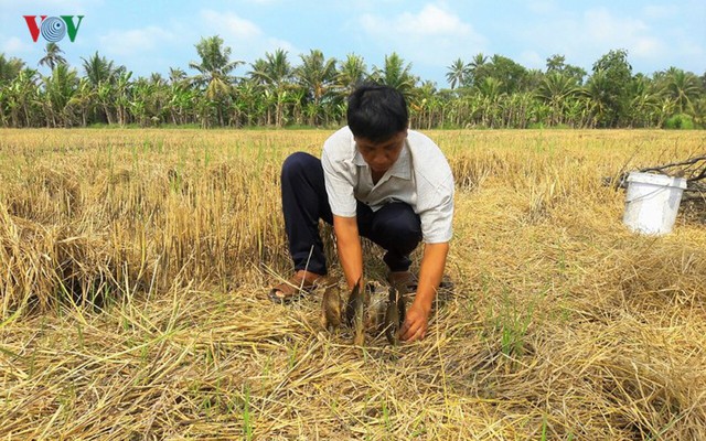 Thu tiền triệu từ cá đồng thiên nhiên nơi Đất Mũi – Cà Mau - Ảnh 14.